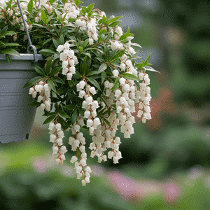Japanese pieris(Pieris japonica)