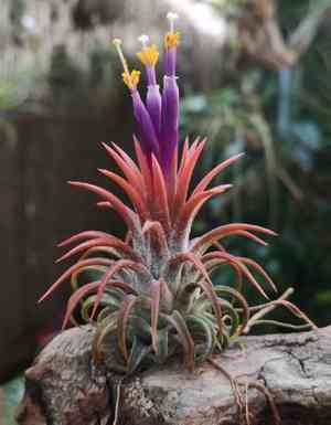 Sky plant(Tillandsia ionantha)