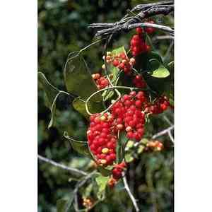 Carolina coralbead(Cocculus carolinus)