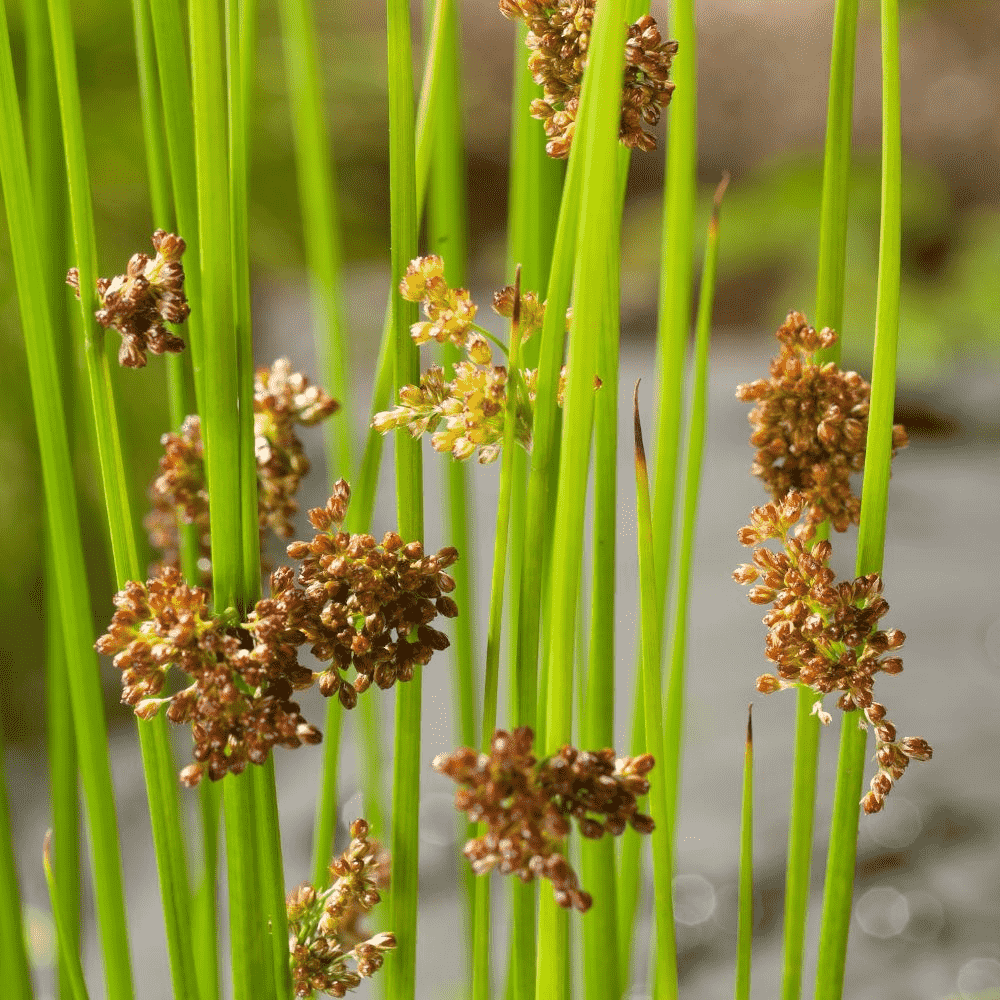 Common rush(Juncus effusus)