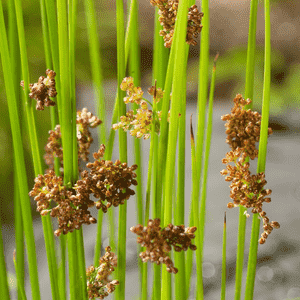 Common rush(Juncus effusus)