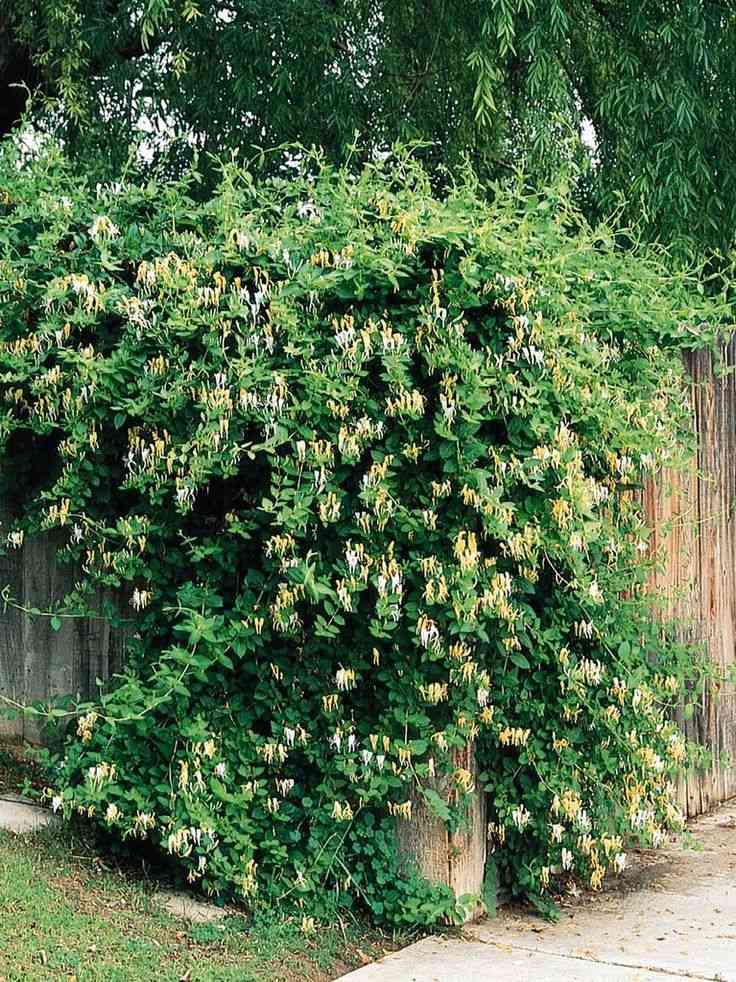 Japanese honeysuckle(Lonicera japonica)