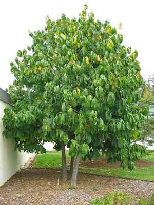 Pawpaw(Asimina triloba)