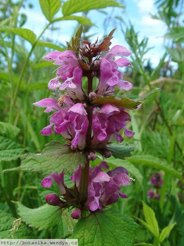 Henbit deadnettle(Lamium amplexicaule)