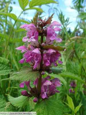 Henbit deadnettle(Lamium amplexicaule)