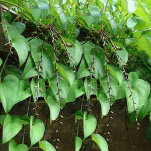 Water yam(Dioscorea alata)