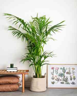 Kentia palm(Howea forsteriana)