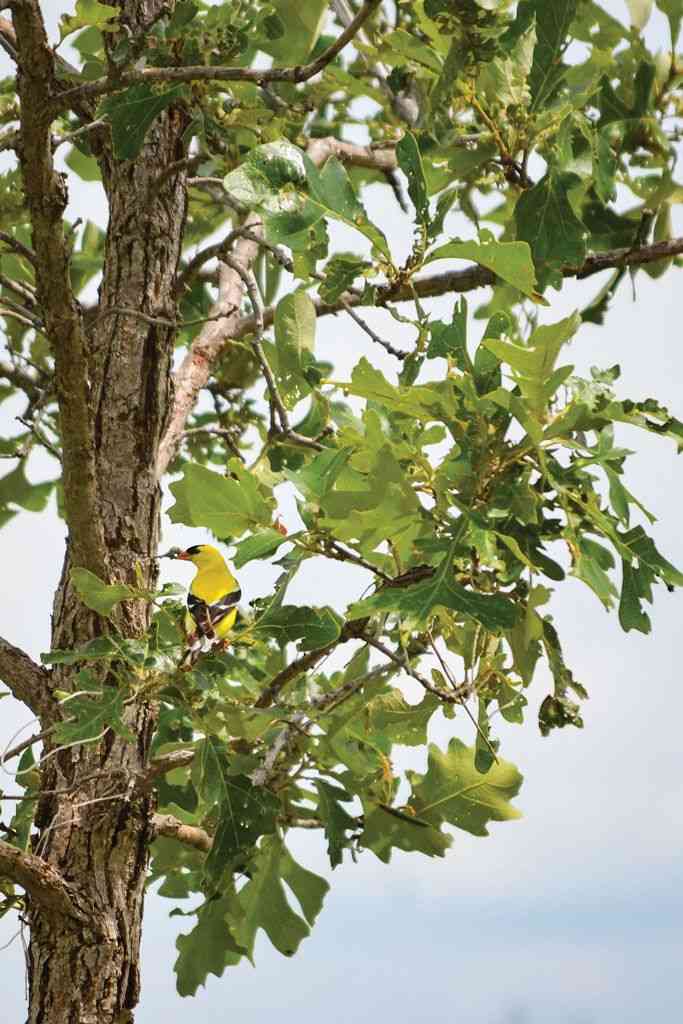 Bur oak(Quercus macrocarpa)