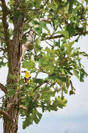 Bur oak(Quercus macrocarpa)