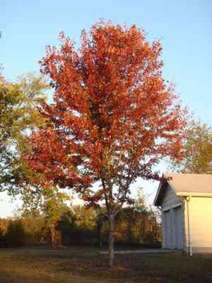 Acer × freemanii(Acer × freemanii)