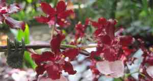 Oncidium leleui(Oncidium leleui)
