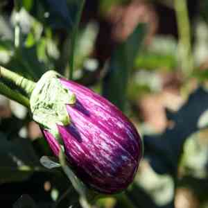 Eggplant(Solanum melongena)