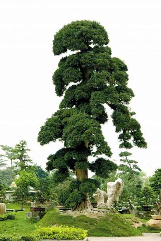 Buddhist pine(Podocarpus macrophyllus)
