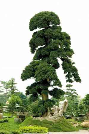 Buddhist pine(Podocarpus macrophyllus)