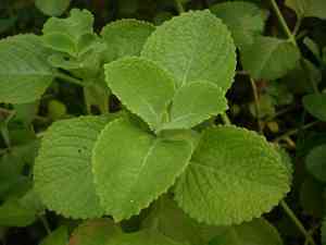 Mexican mint(Coleus amboinicus)
