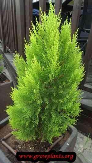 Monterey cypress(Cupressus macrocarpa)