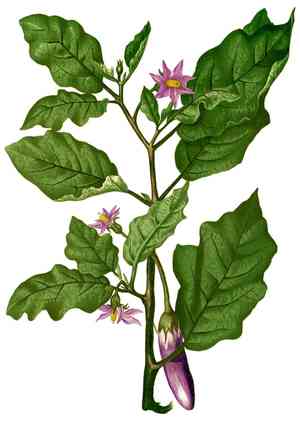Eggplant(Solanum melongena)