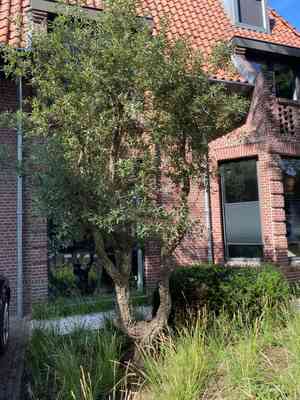 Cork oak(Quercus suber)