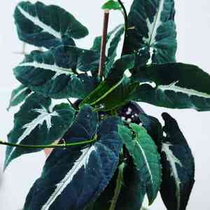 Syngonium wendlandii(Syngonium wendlandii)