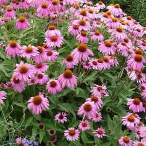 Purple coneflower(Echinacea purpurea)