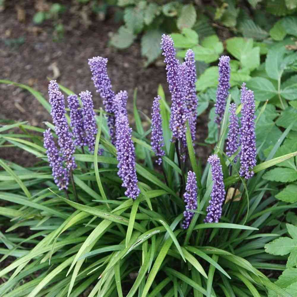 Big blue lilyturf(Liriope muscari)