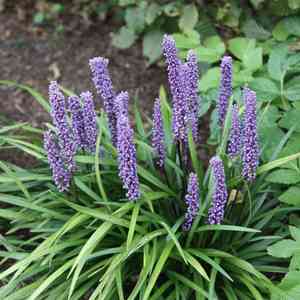 Big blue lilyturf(Liriope muscari)