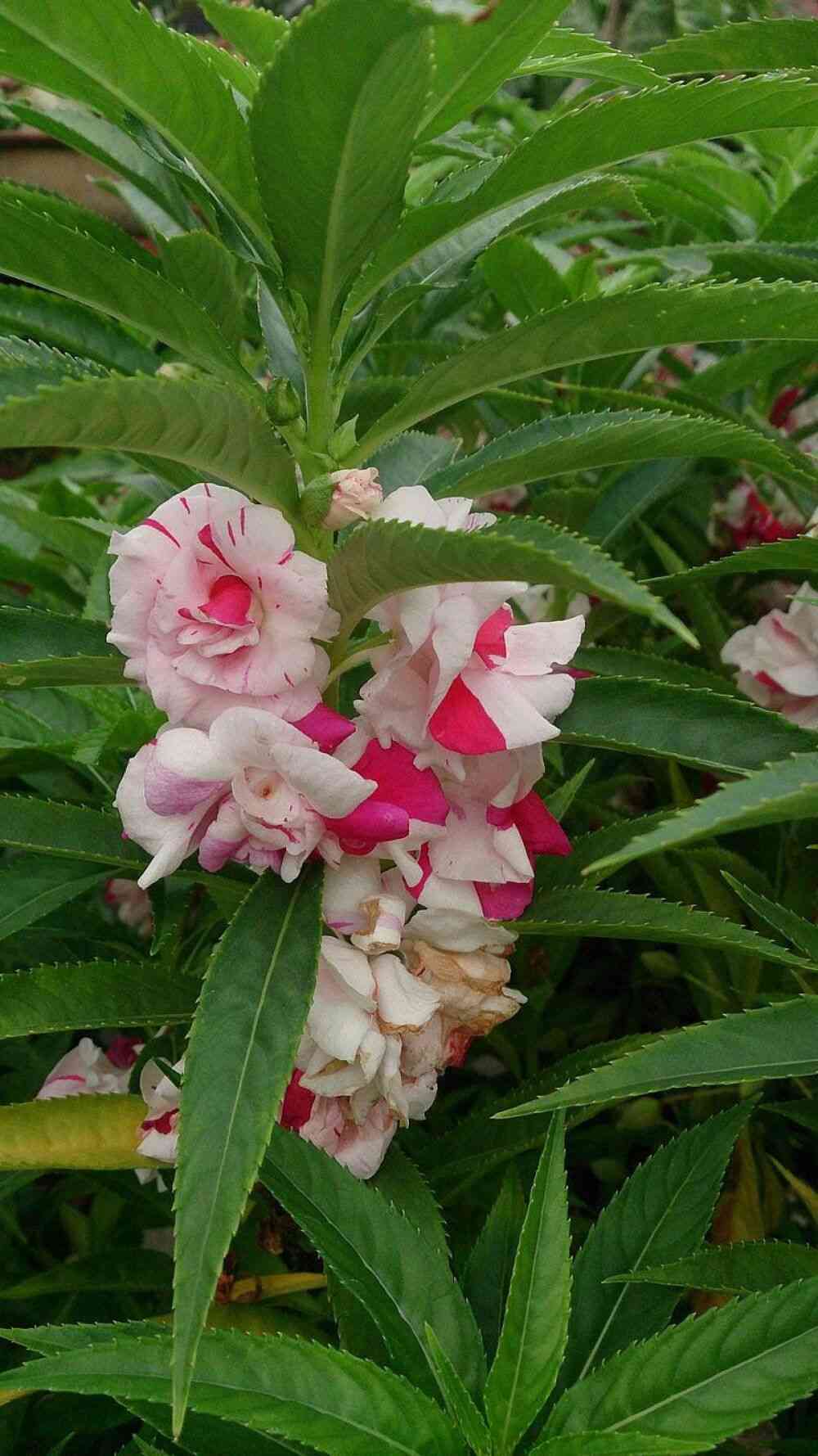 Garden balsam(Impatiens balsamina)