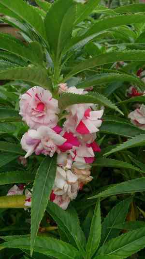 Garden balsam(Impatiens balsamina)