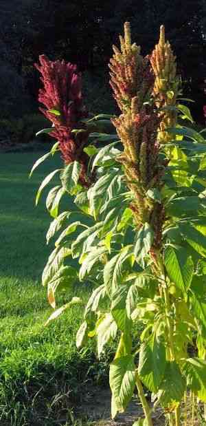 Purple amaranth(Amaranthus blitum)