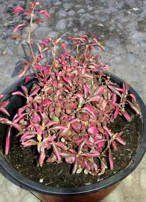 Alternanthera bettzickiana(Alternanthera bettzickiana)