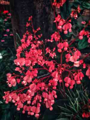 Begonia aconitifolia(Begonia aconitifolia)