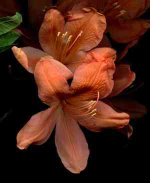 Flame azalea(Rhododendron calendulaceum)
