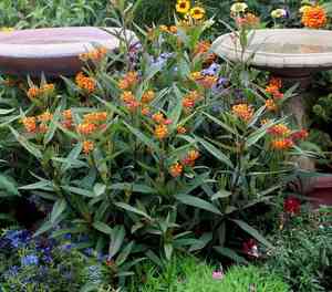 Bloodflower(Asclepias curassavica)