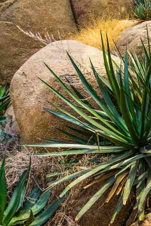 Sisal(Agave sisalana)