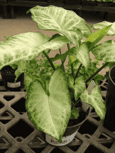 Arrowhead plant(Syngonium podophyllum)