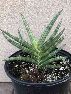 Dracaena angolensis(Dracaena angolensis)