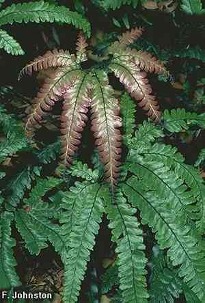 Rough maidenhair fern(Adiantum hispidulum)