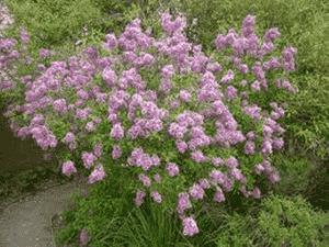Syringa persica(Syringa persica)