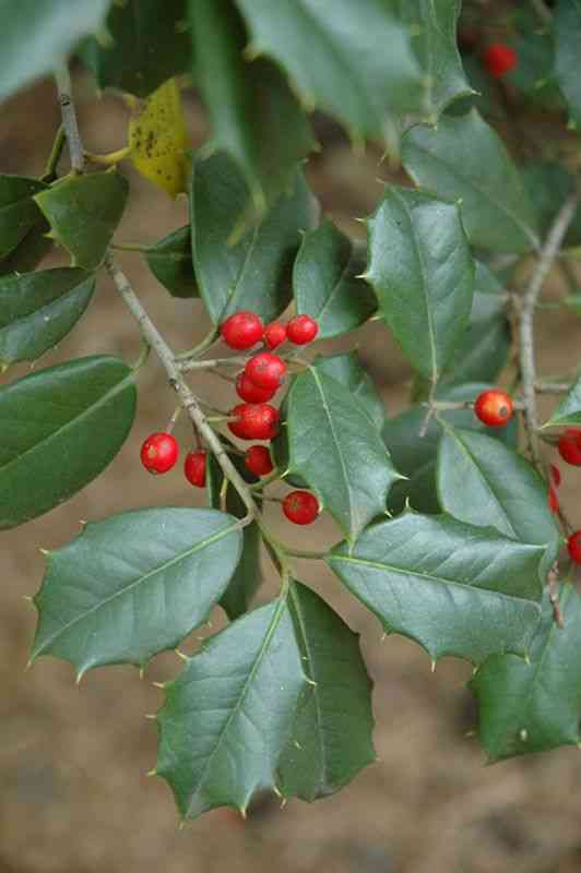 American holly(Ilex opaca)