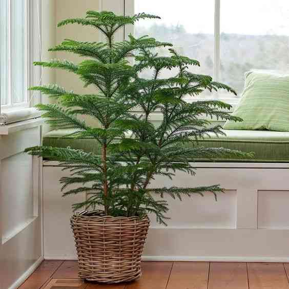 Norfolk island pine(Araucaria heterophylla)