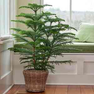 Norfolk island pine(Araucaria heterophylla)