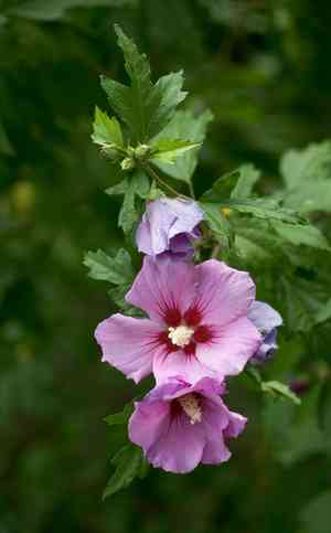 Rose of sharon(Hibiscus syriacus)