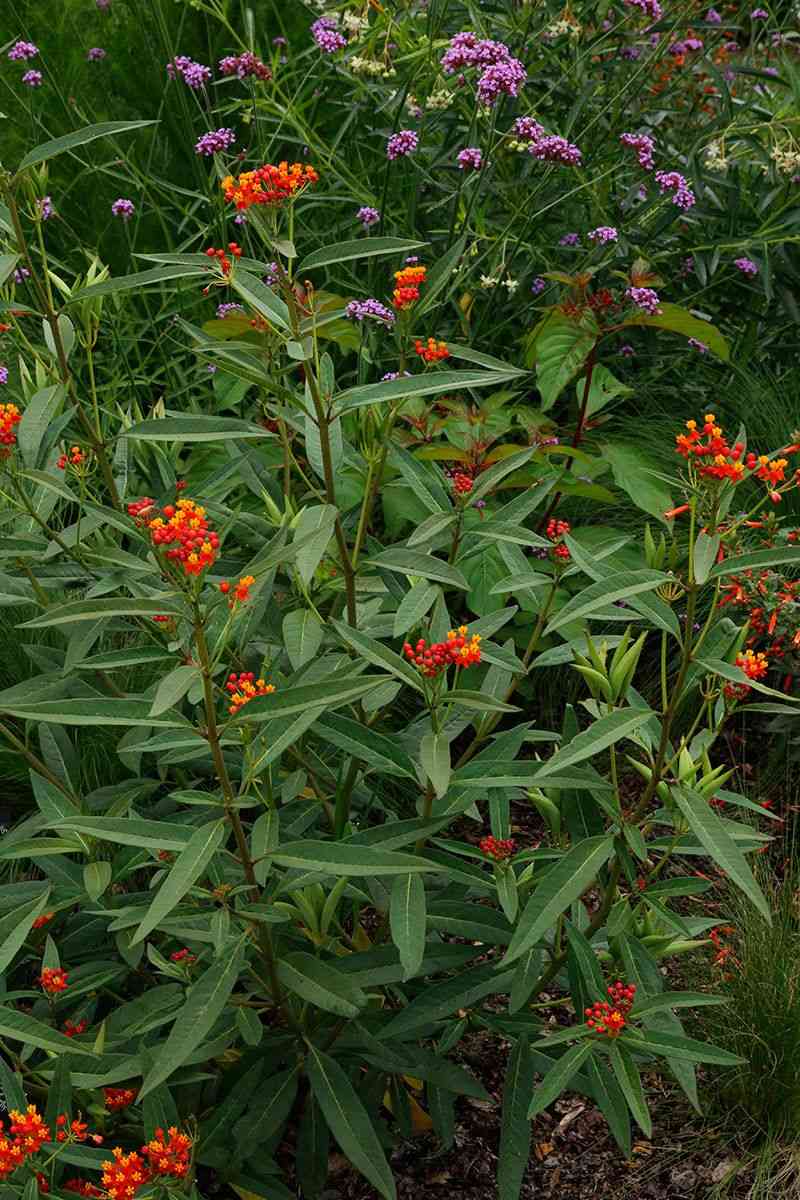 Bloodflower(Asclepias curassavica)