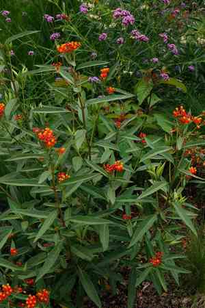 Bloodflower(Asclepias curassavica)