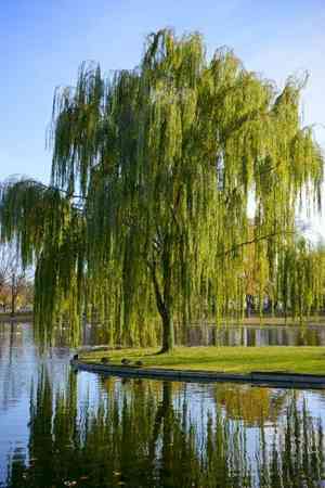 Weeping willow(Salix babylonica)