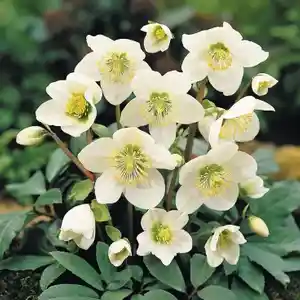 Christmas rose(Helleborus niger)