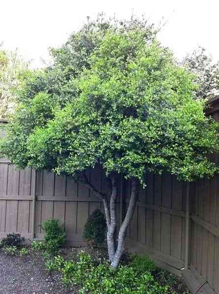 Yaupon(Ilex vomitoria)