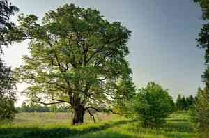 European white elm(Ulmus laevis)
