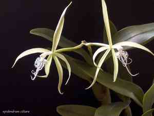 Chicken-feather orchid(Epidendrum ciliare)