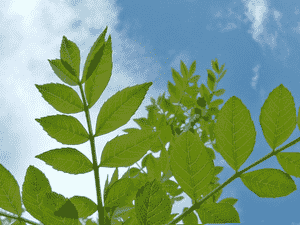 Narrow-leaved ash(Fraxinus angustifolia)